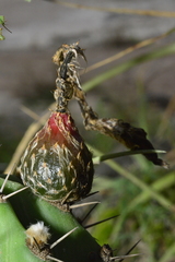 Echinopsis rhodotricha