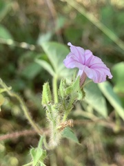 Ipomoea sinensis blepharosepala