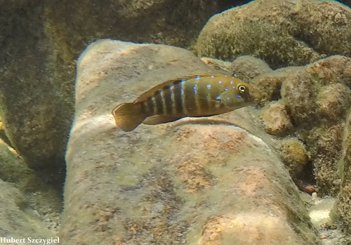 Spathodus erythrodon