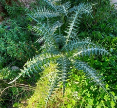 Galactites tomentosus