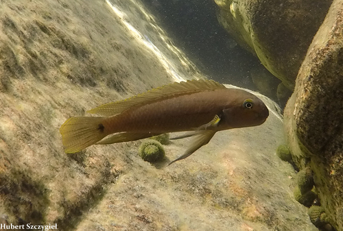 Temporalis cichlid (Telmatochromis temporalis) — Cichlidae