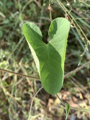 Ipomoea sinensis blepharosepala