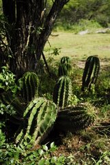 Echinopsis rhodotricha