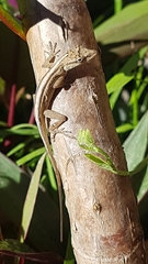 Anolis wellbornae