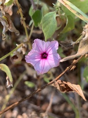 Ipomoea sinensis blepharosepala