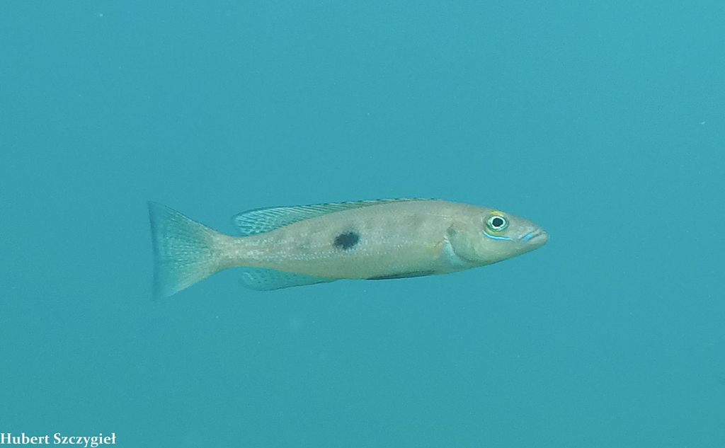 Slender lamprologus (Lepidiolamprologus attenuatus) — Cichlidae
