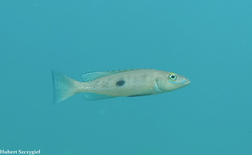 Slender lamprologus (Lepidiolamprologus attenuatus) — Cichlidae