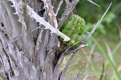 Echinopsis rhodotricha