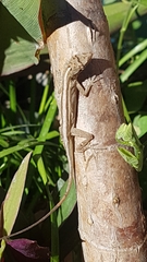 Anolis wellbornae