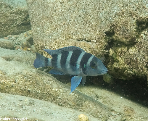 Neolamprologus tretocephalus