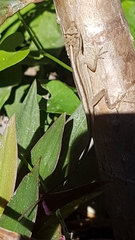 Anolis wellbornae