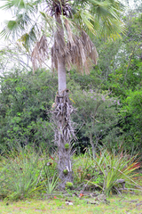 Echinopsis rhodotricha