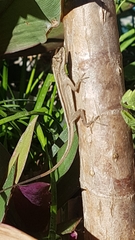 Anolis wellbornae