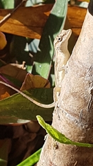 Anolis wellbornae