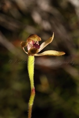 Caladenia atradenia