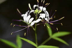 Cleoserrata paludosa