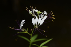 Cleoserrata paludosa