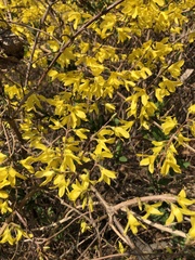 Forsythia koreana