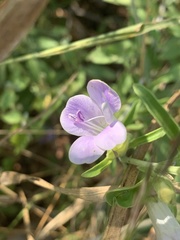 Barleria lancifolia