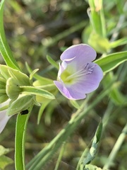 Barleria lancifolia