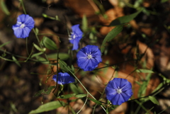 Evolvulus saxifragus