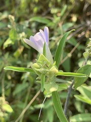 Barleria lancifolia