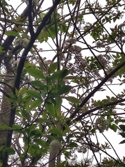Ehretia longiflora