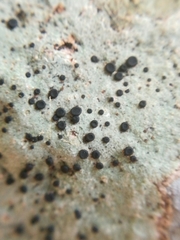 Lecidella anomaloides image