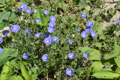 Evolvulus saxifragus