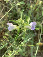 Barleria lancifolia