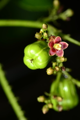 Jatropha ribifolia