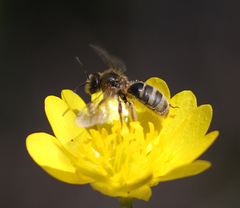 Lasioglossum titusi