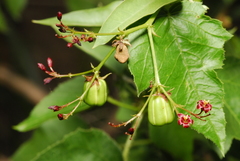 Jatropha ribifolia