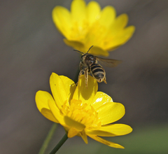 Lasioglossum titusi