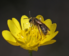 Lasioglossum titusi