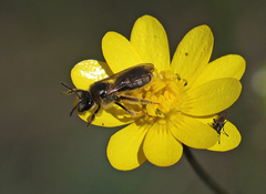 Lasioglossum titusi