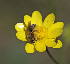 Lasioglossum titusi