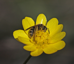 Lasioglossum titusi