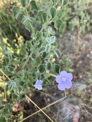 Barleria heterotricha
