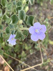 Barleria heterotricha
