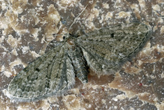 Eupithecia vulgata