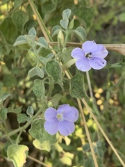 Barleria heterotricha
