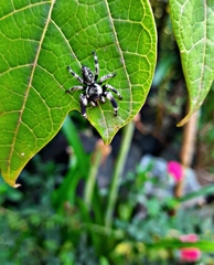 Phidippus bidentatus