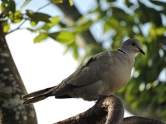 Streptopelia decaocto