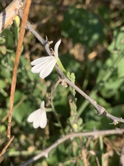 Rhinacanthus xerophilus