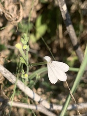 Rhinacanthus xerophilus