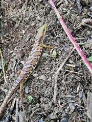 Gerrhonotus ophiurus