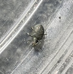Opisthius richardsoni
