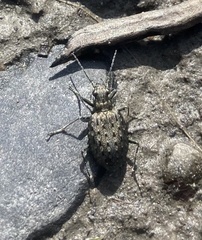 Opisthius richardsoni