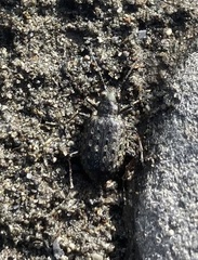 Opisthius richardsoni